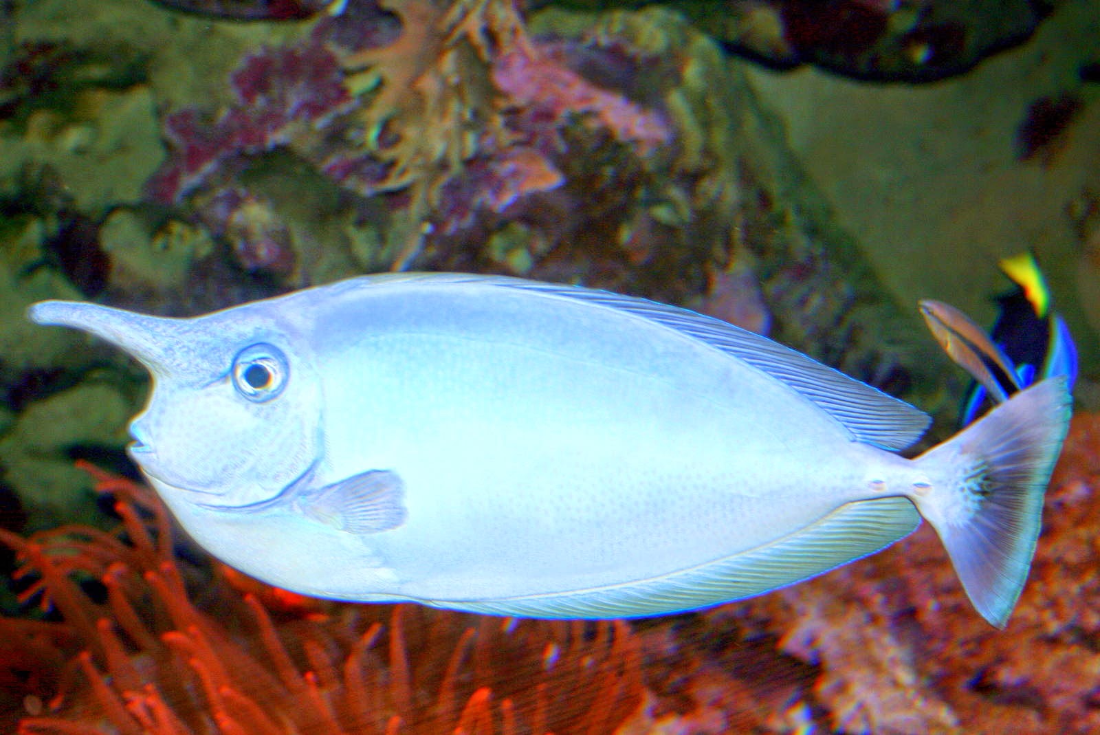 Fun Animals Wiki, Videos, Pictures, Stories Unicorn Fish