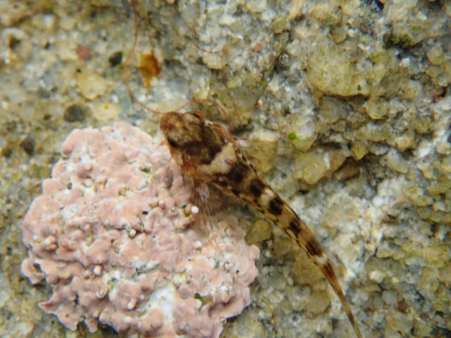 Clinocottus analis Clinocottus analis