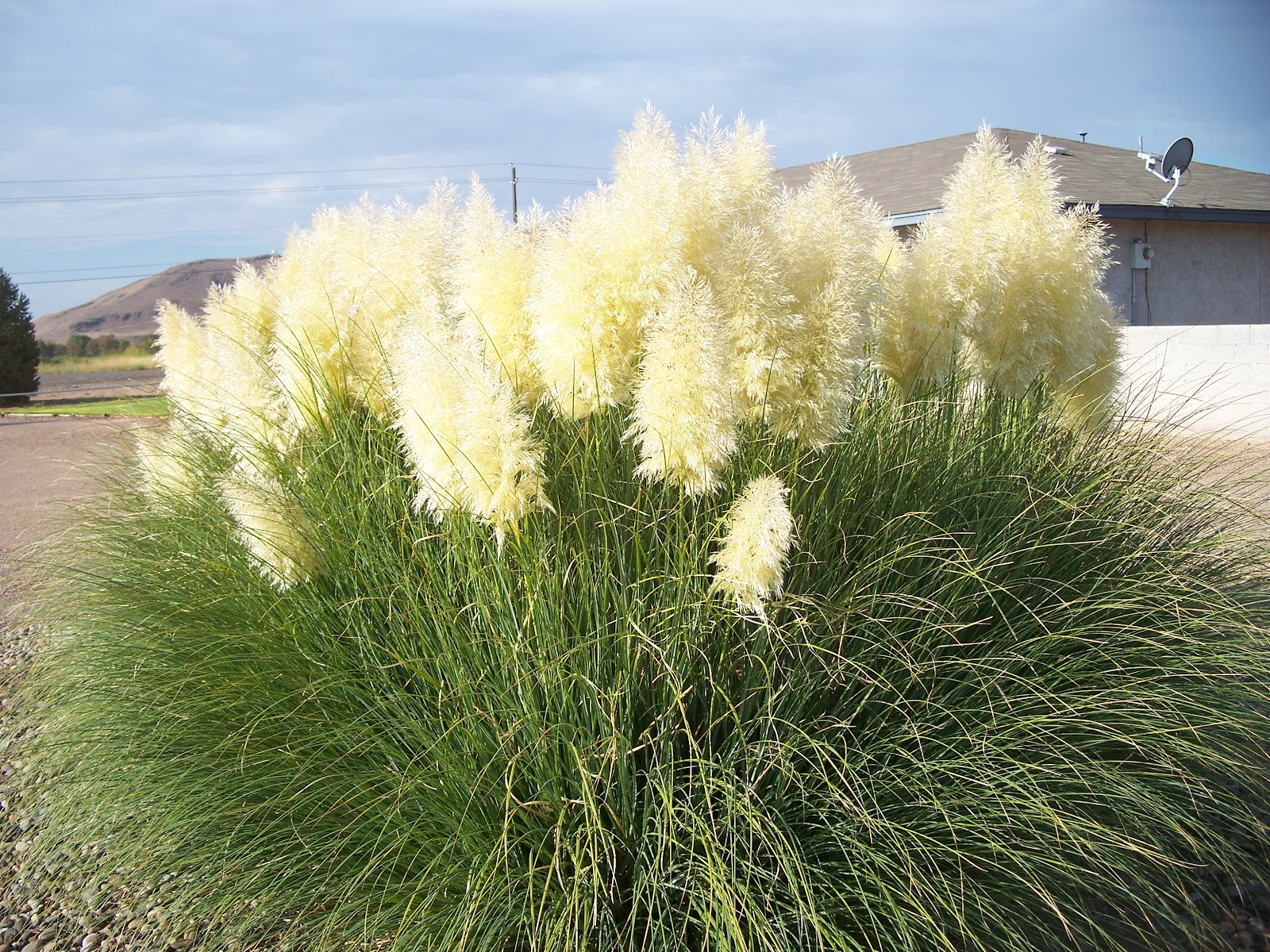 пампасная трава голубая. кортадерия сухоцвет. пампасная трава cухоцвет. кортадерия пампасная трава. вейник колосок сухоцвет.