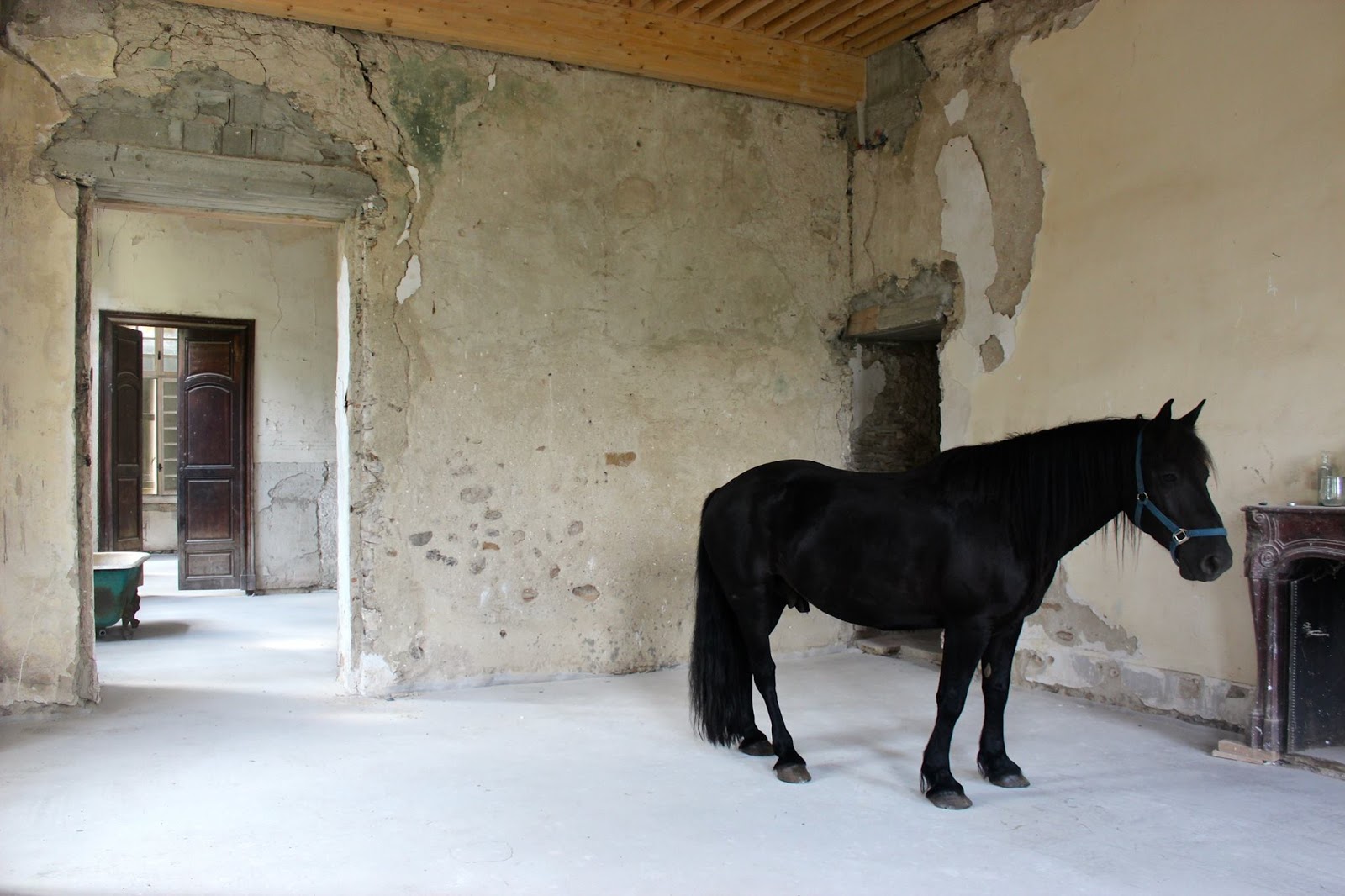 Black horse standing in decaying room of Chateau de Gudanes