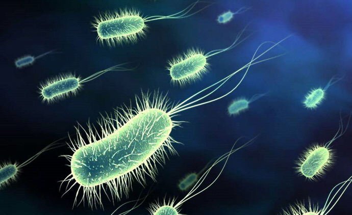 Jenis-jenis Bakteri yang Menguntungkan Manusia