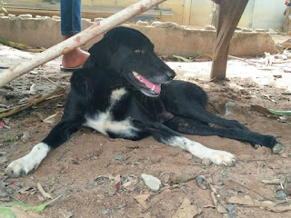 Ping Pong el perro que salvo en Tailandia a un bebé enterrado