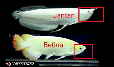 perbedaan ikan arwana jantan dan betina