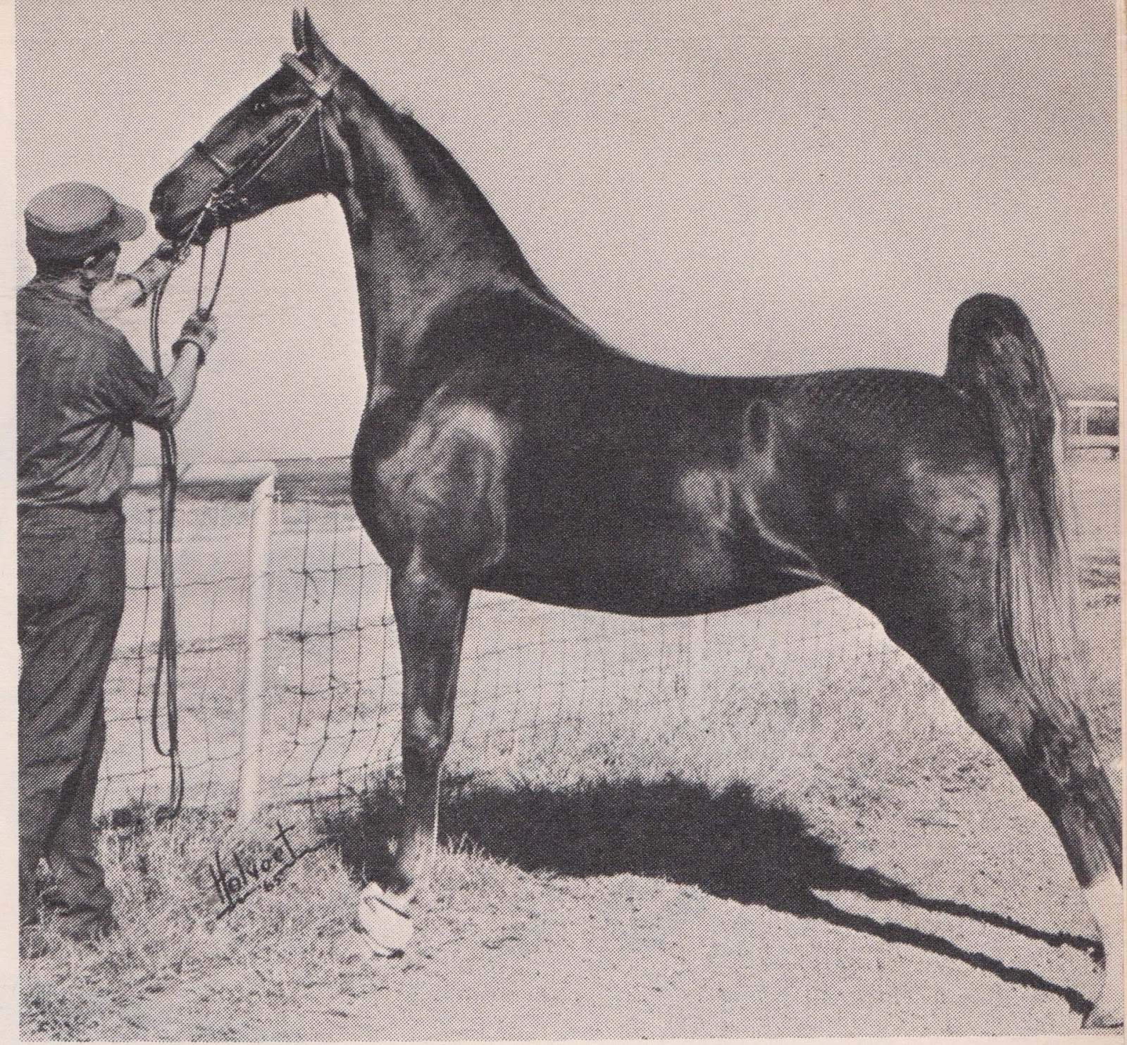 The American Saddlebred: 3/12/16 The end of the Greenhill Farm era