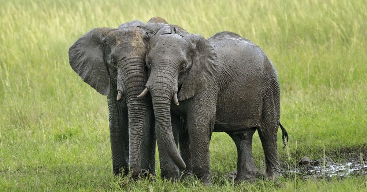 Clean Elephant and Dirty Pig! Learn Something New