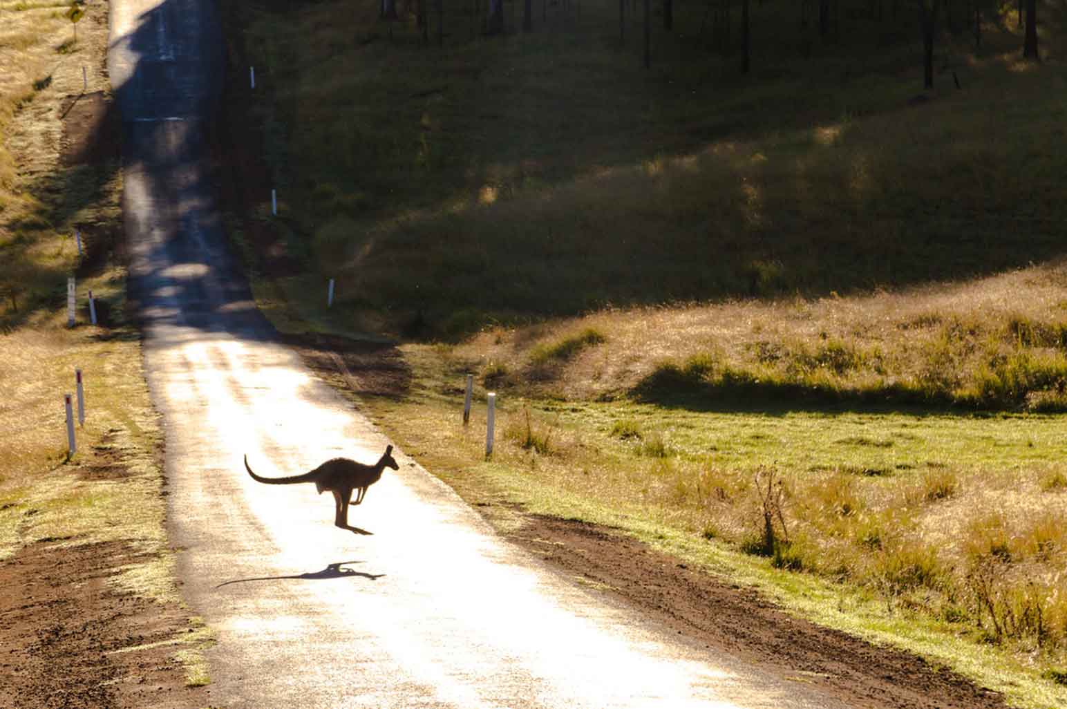 Essential Tips for a Brisbane to Sydney Road Trip