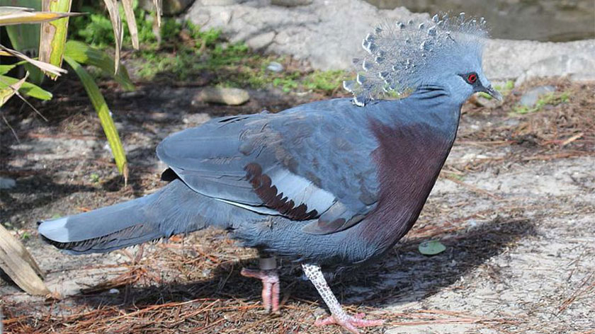 Crowned Pigeon, all types of pigeon