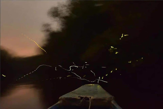 Cherating Firefly Activities: Fireflies Watching trip