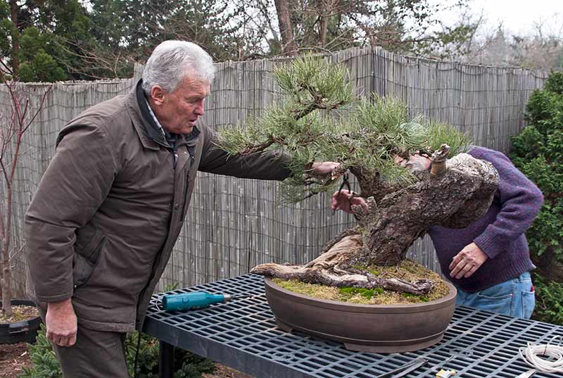 Walter Pall Bonsai Adventures Back from International Bonsai Academy