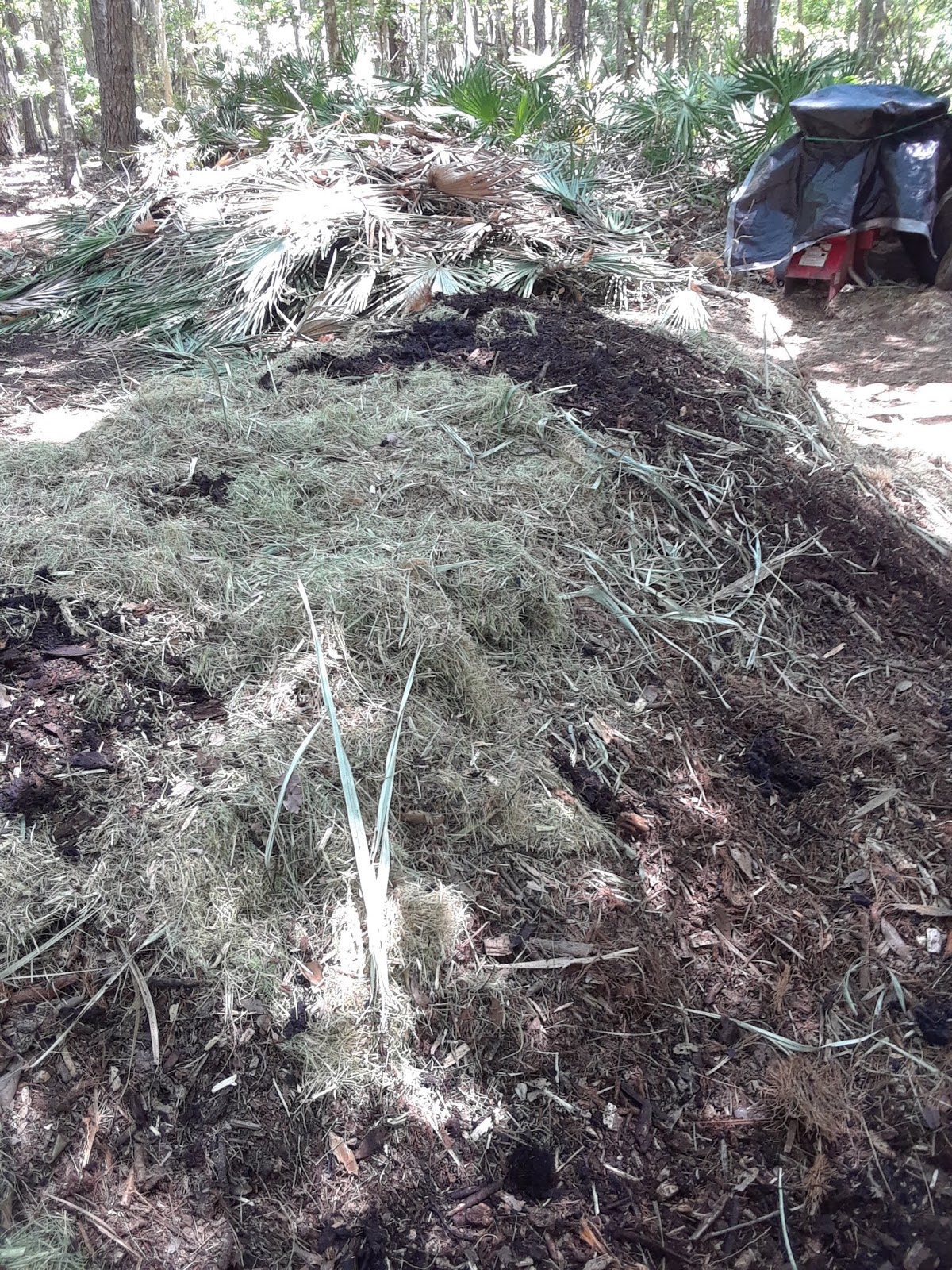 How To Compost Palmetto Palms