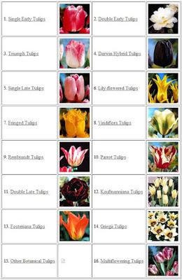 Kecantikan Bunga  Tulip  Sangat Digandrungi Tiap Wanita 