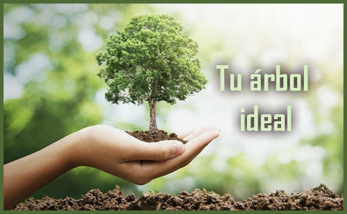 El arbol ideal - El taller de Jazmin