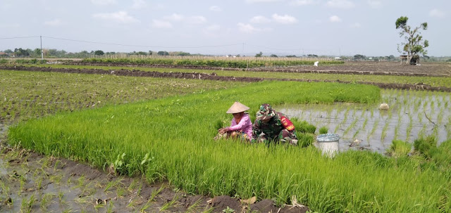 Babinsa Gemolong Dampingi Petani Cabut Benih Padi Siap Tanam