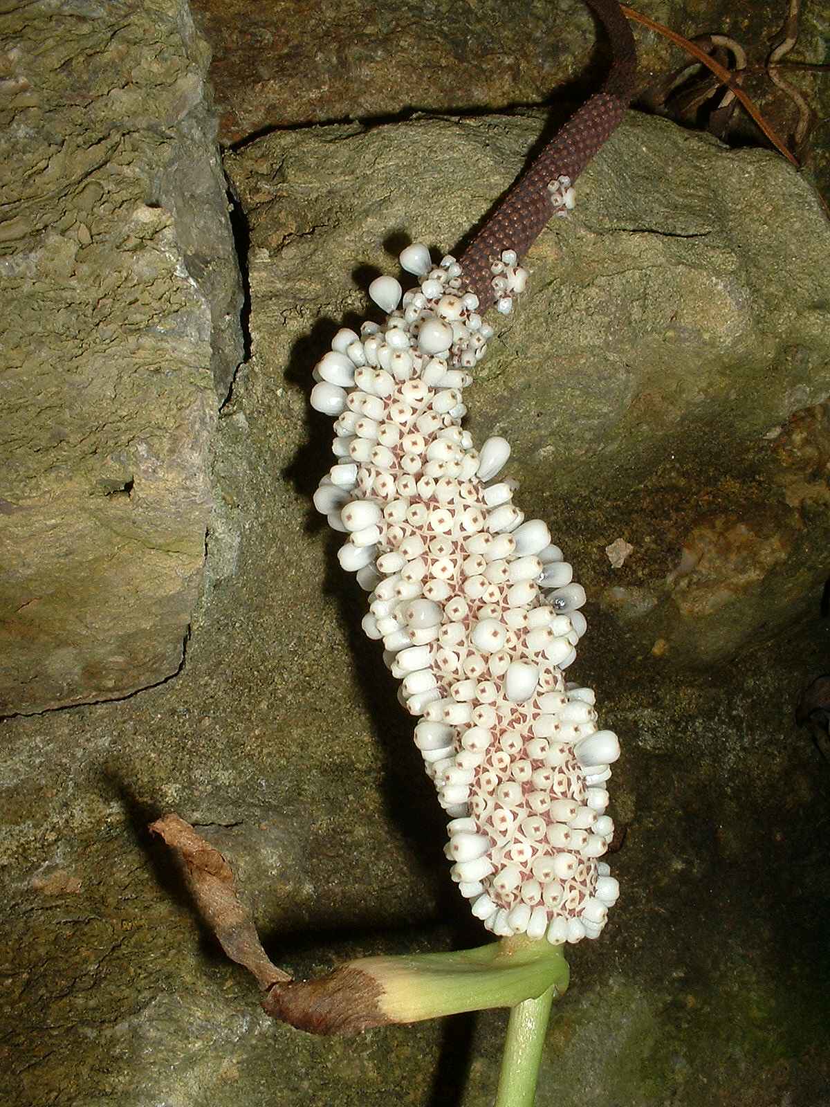 Anthurium hookeri Bird's nest anthurium care Travaldo's blog