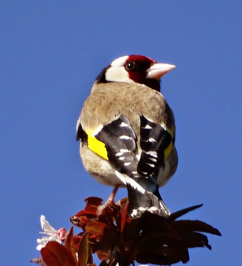 Carduelis carduelis
