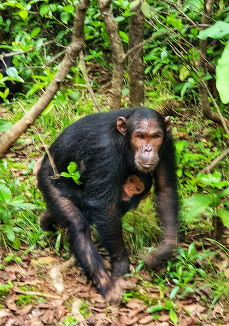 Trekking com chimpanzés na Tanzânia