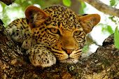 Pixoto's #1 wildlife image for Septemeber 2011