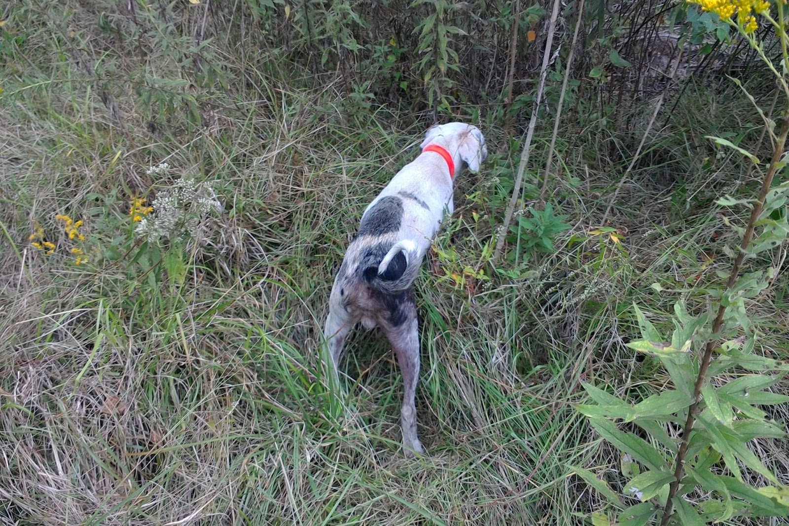 Blood Trail Dogs Blood Tracking Dogs For Sale 2016