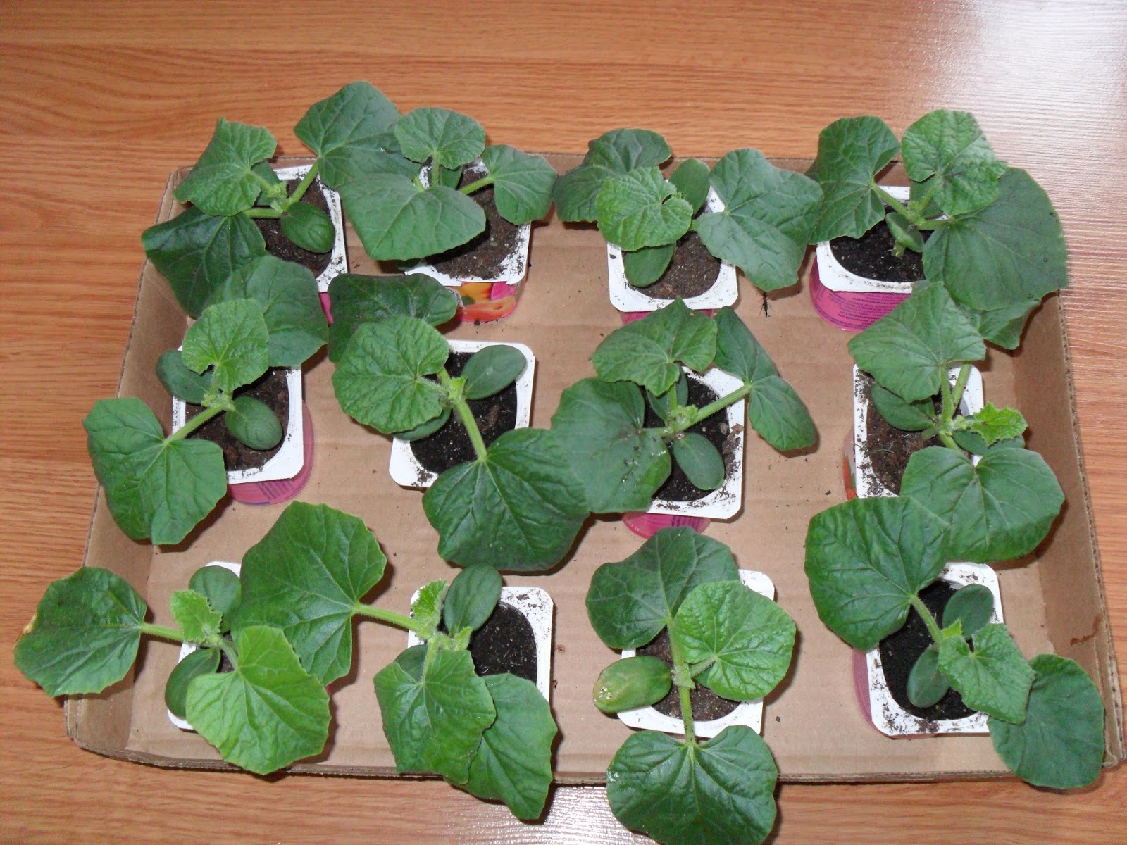 Bills Garden Tips My cantaloupe plants update