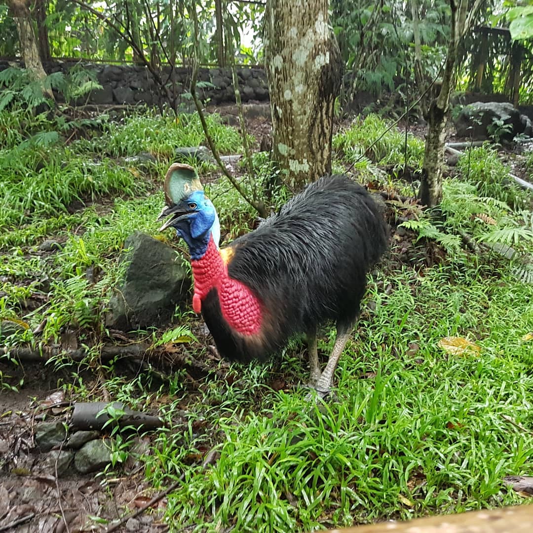 Kasuari Gelambir Tunggal Burung Besar Dari Papua Abangnji Com