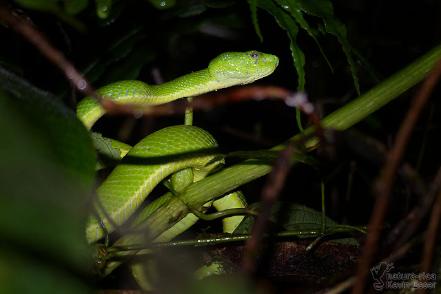 Bothriechis lateralis - Side-striped Palm Pit Viper