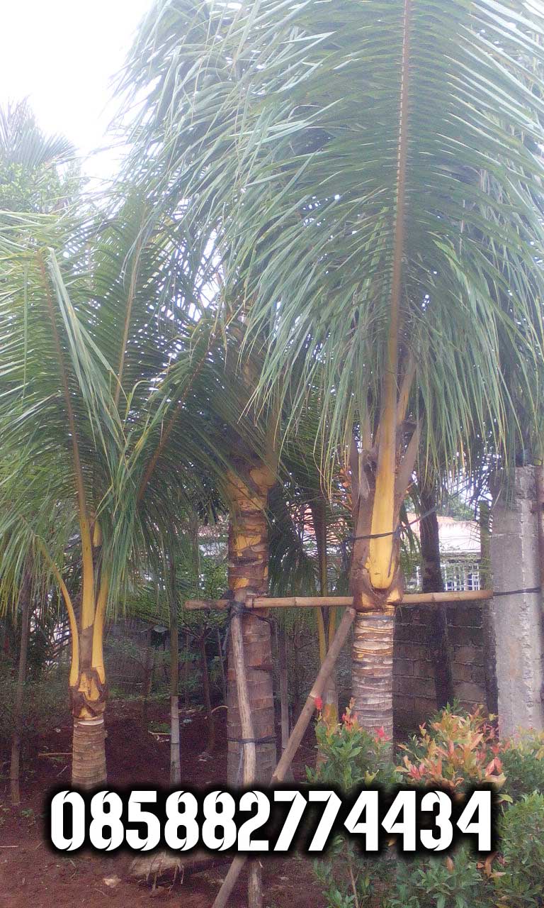 Rumah Di Jual Di Gading Serpong Cluster Lavender Nyepi o