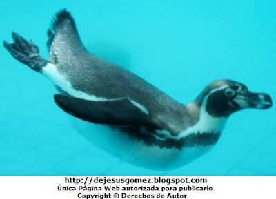Pinguino Foto de un pingüino desplazándose dentro del agua (Fíjense como coloca sus patas) - Parque de las Leyendas por Jesus Gómez