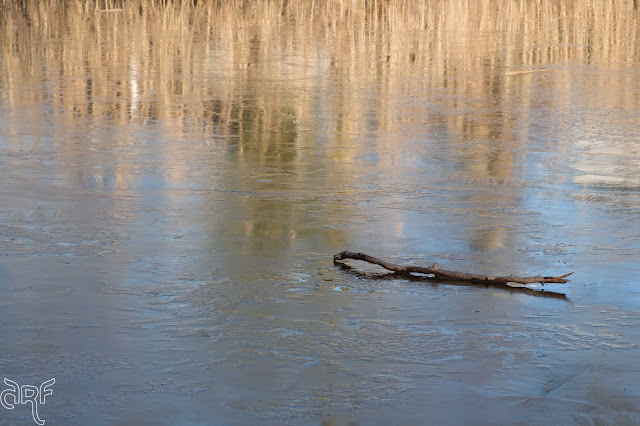 branch on ice