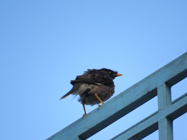 Common Myna