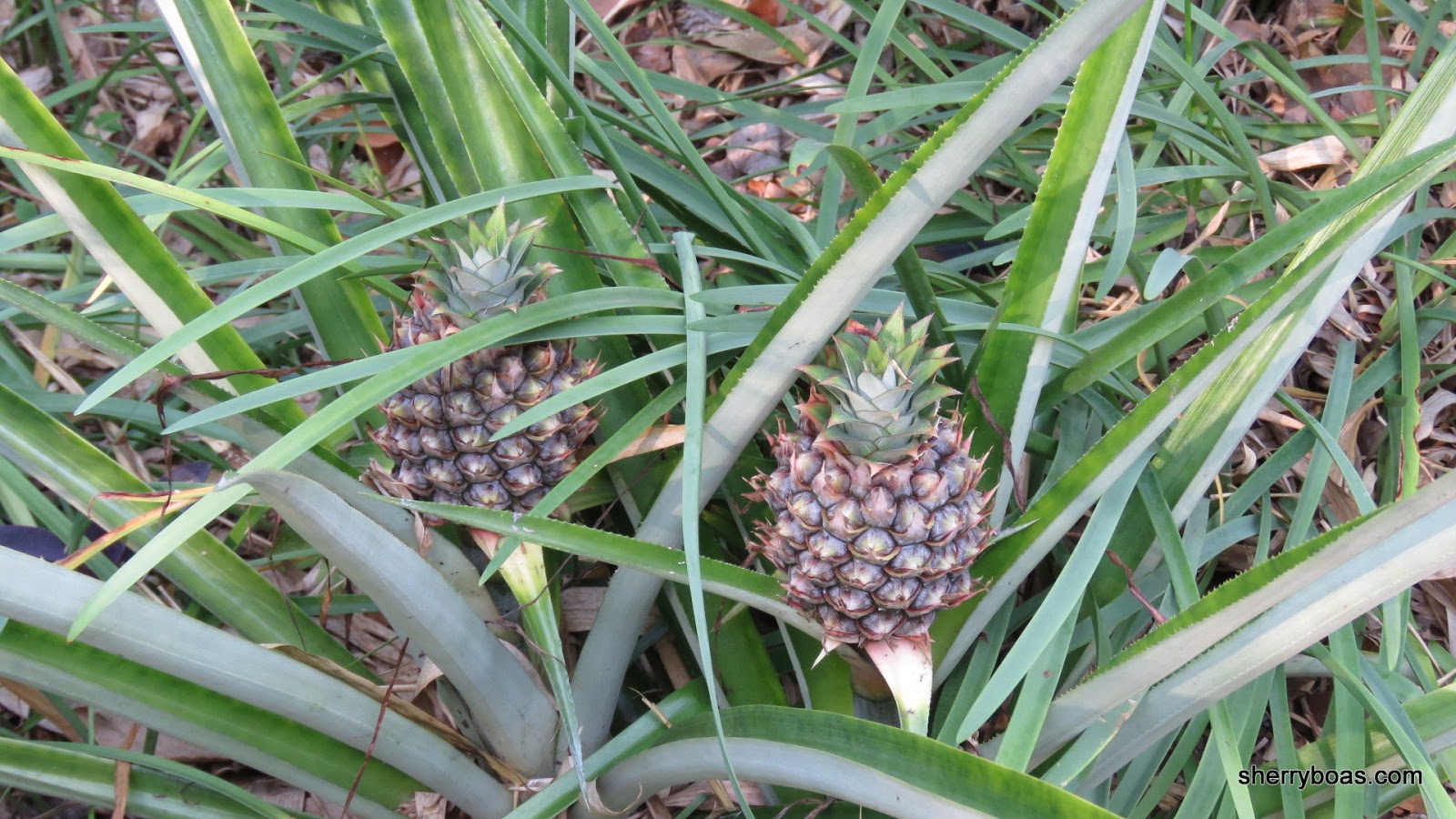 Simply Living Pineapples easy to grow, yummy to eat