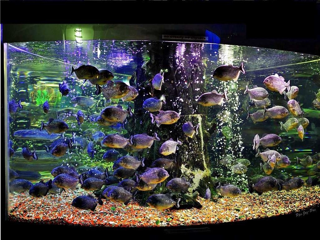 В аквариуме было 36 рыбок. Рыбки для аквариума. Большие аквариумы. Аквариум с большими рыбами. Красивые рыбки для аквариума.