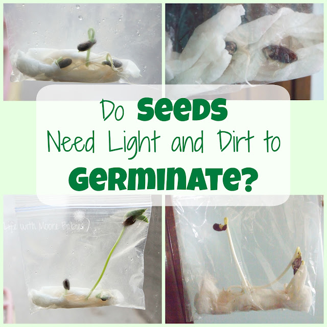 Learn What Seeds Need to Germinate with this Science Experiment - Life