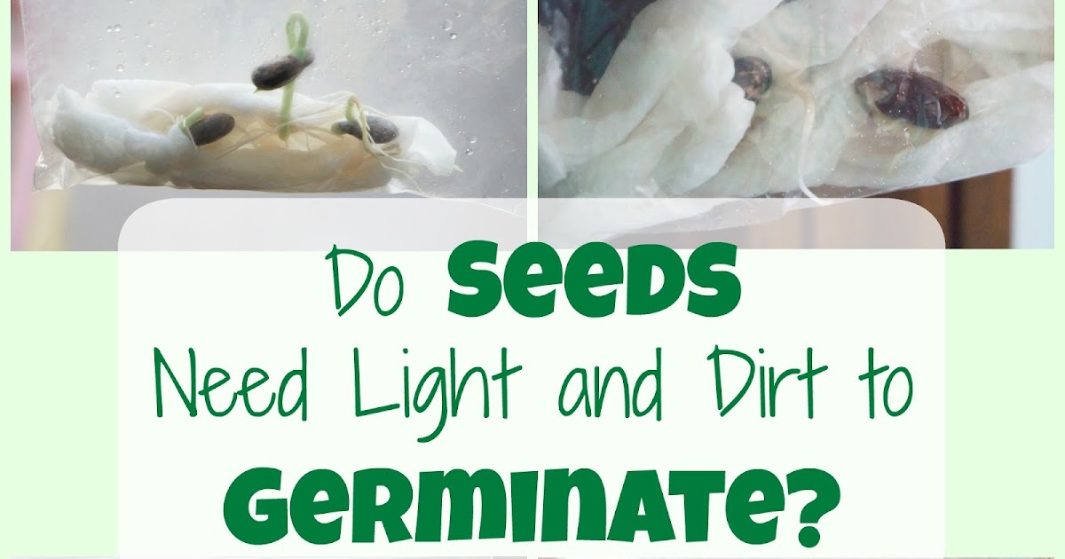 Learn What Seeds Need to Germinate with this Science Experiment Life