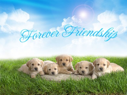 friendship wallpapers