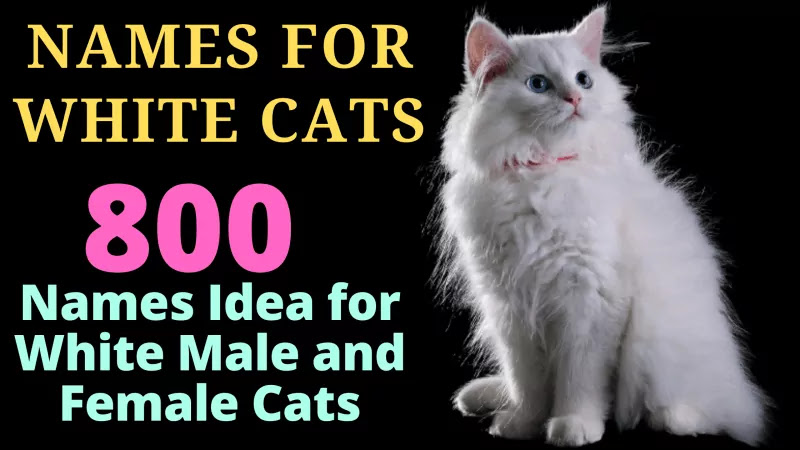 Best Cute names for White Cats Male and Female with Blue Eyes