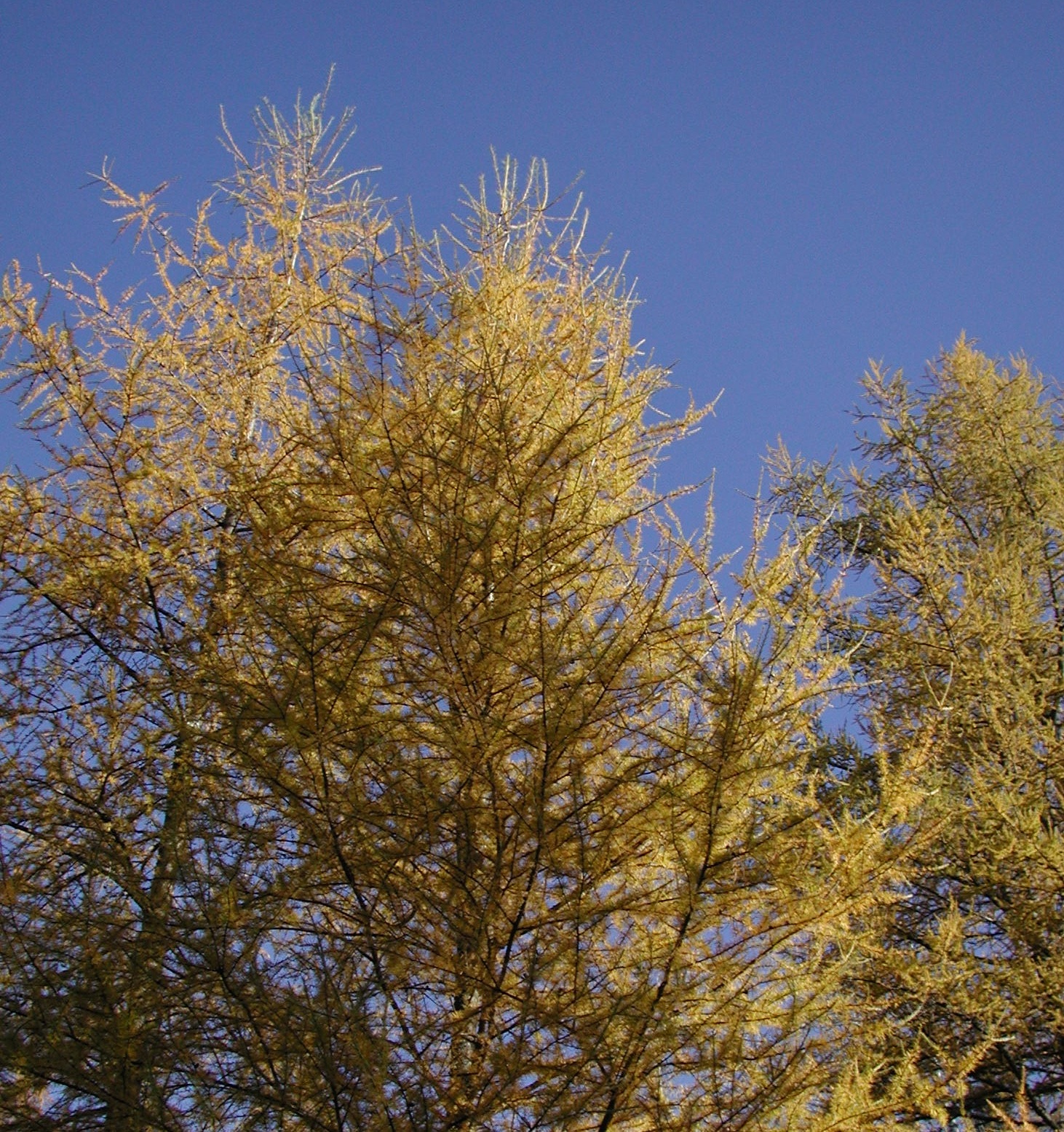 Fern Glen Inn Seasons and Reasons The Turning of the Tamaracks