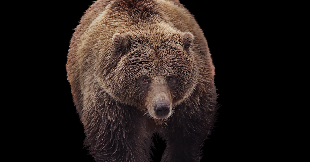 FOSSIL HUNTRESS OUR GREAT BEAR NA̱N GRIZZLY BEARS