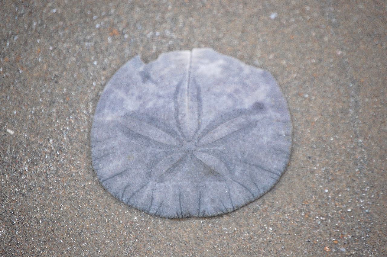 Sand Dollar Pictures 42