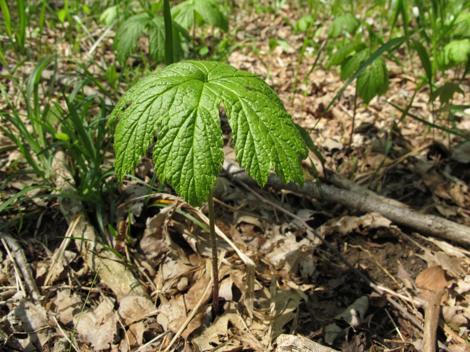 Ohio Flora Goldenseal Hydrastis canadensis