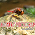 Dragonfly Photography with Galaxy Z Flip3 5G
