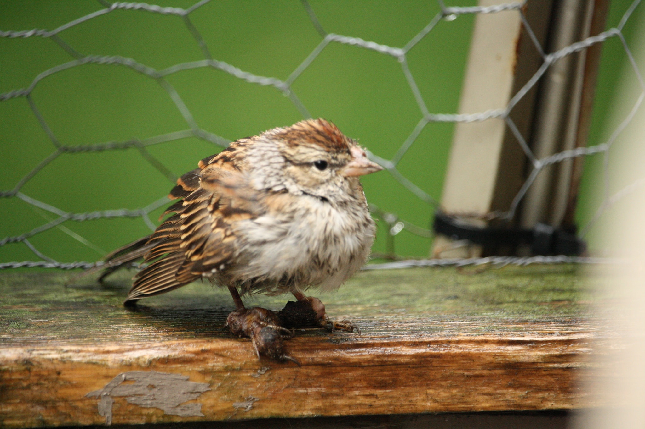 Sick Birds at Feeders Nature Notes Blog