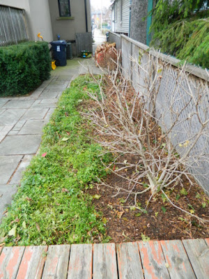 Toronto Oakwood Vaughan Backyard Fall Cleanup After by Paul Jung Gardening Services--a Toronto Gardening Services Company Toronto Oakwood Vaughan Backyard Fall Cleanup After by Paul Jung Gardening Services--a Toronto Gardening Services Company