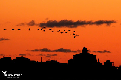 Bando de grullas (Grus grus)