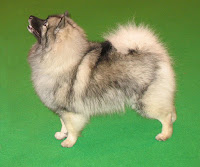 Wolfsspitz (Keeshond)