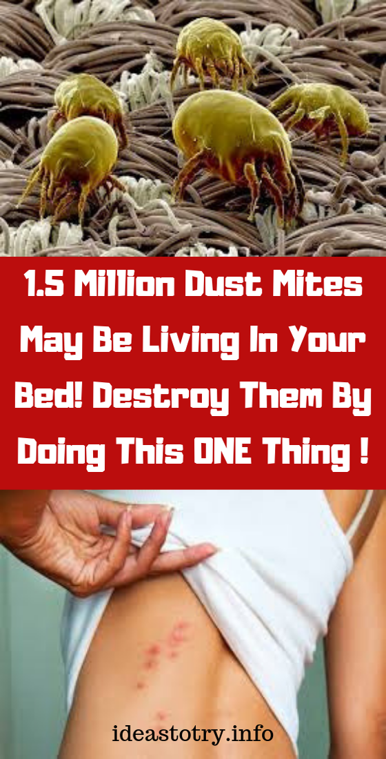 Did you know millions of dust mites live in your bed. And you could