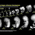 Embryo  formarion