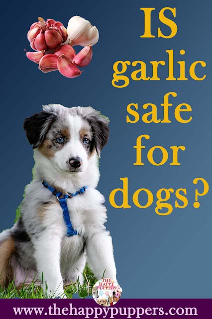 Garlic for dogs