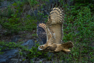 Wildlifefotografie Tierfotografie Nikon Uhu Junguhus