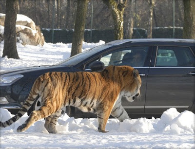 Safari Park Pombia