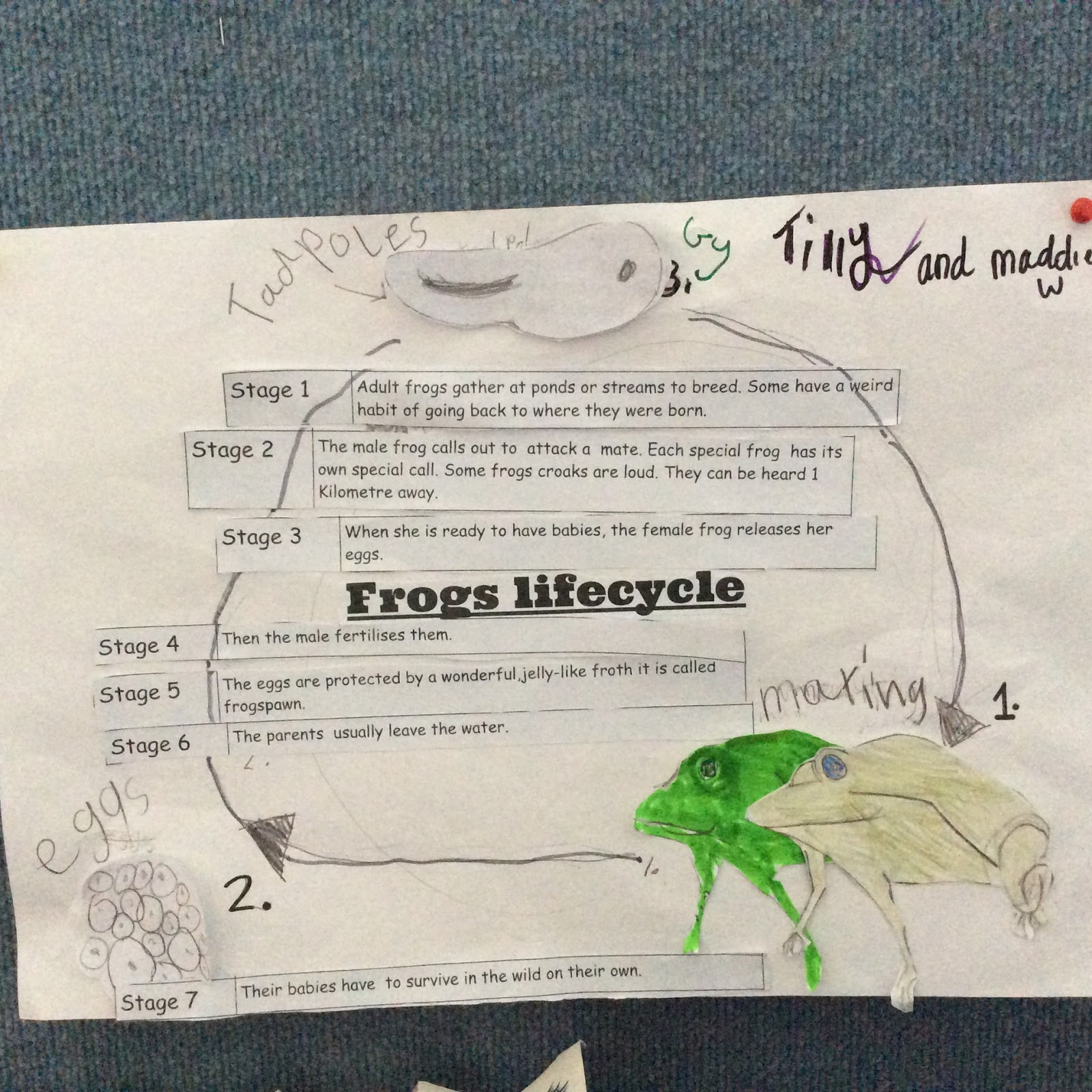 3 SIZES Blobfish Facts Print-educational Classroom 